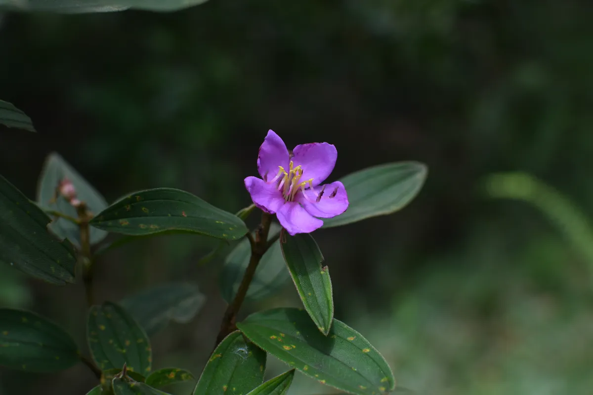 Melastoma malabathricum